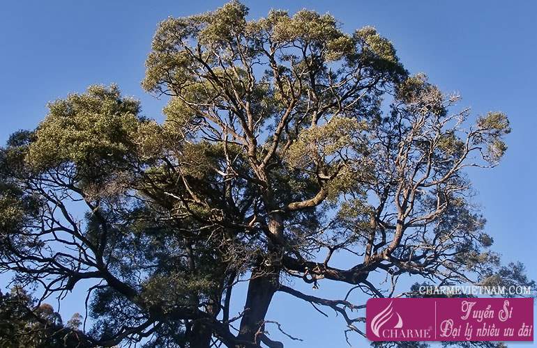 Gỗ Blackwood