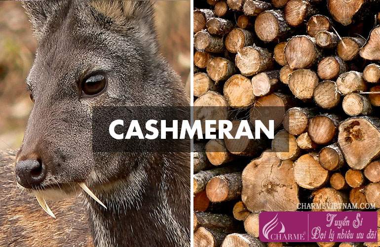 Gỗ Cashmir