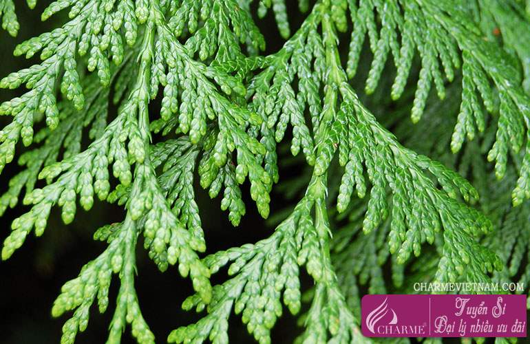 Gỗ Thuja
