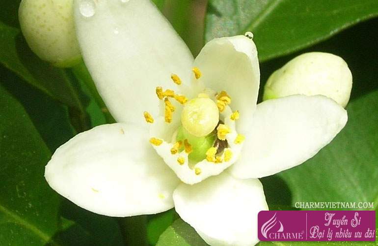 Hoa cam Neroli Tunisia