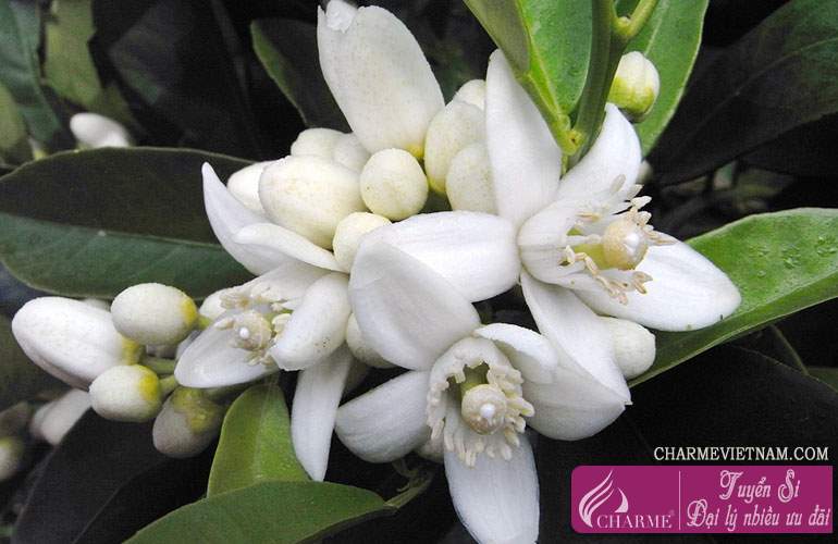 Hoa cam Neroli Tunisia
