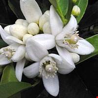 Hoa cam Neroli Tunisia