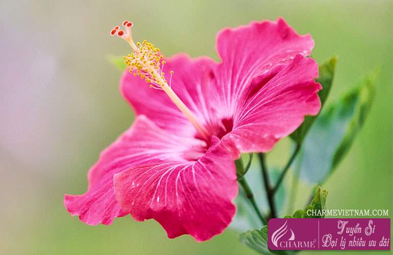 Hoa cây dâm bụt