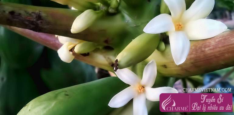 Hoa cây đu đủ