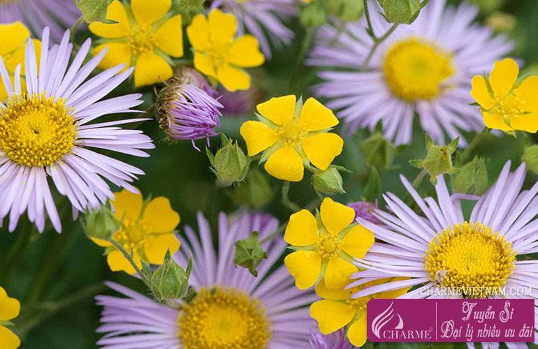 Hoa cúc (chi Chrysanthemum)