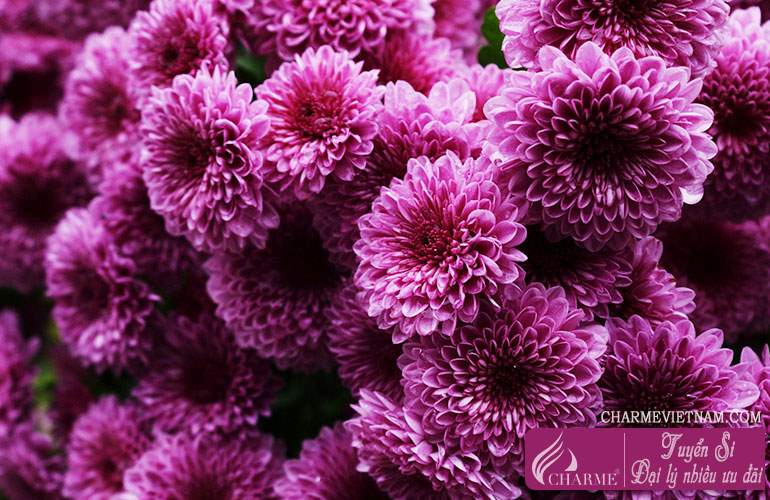 Hoa cúc (chi Chrysanthemum)