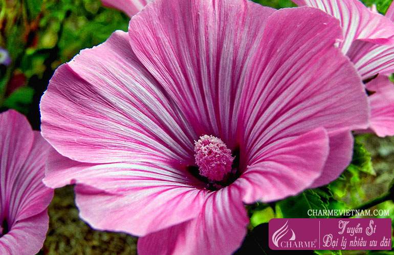 Hoa dâm bụt Rose Mallow
