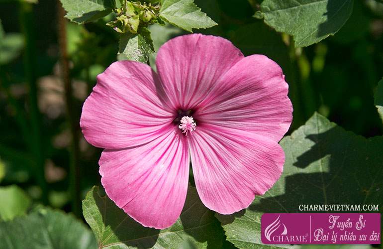Hoa dâm bụt Rose Mallow