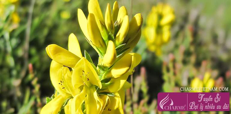 Hoa Dyer's Greenweed