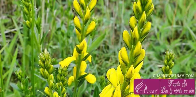 Hoa Dyer's Greenweed