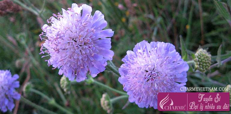 Hoa Field Scabious