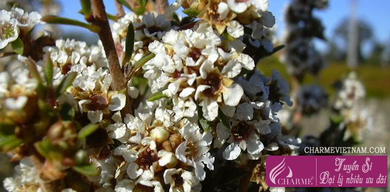 Hoa Fragonia