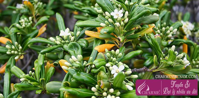 Hoa hải đồng (Pitosporum)