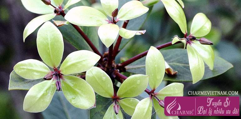 Hoa hải đồng (Pitosporum)