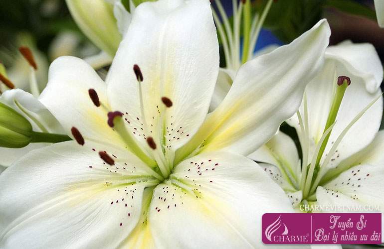 Hoa huệ trắng 2