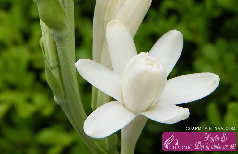 Hoa huệ trắng Ai Cập