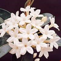 Hoa lài trâu
