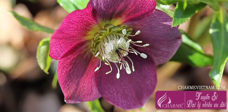 Hoa lê lư (Hellebore)