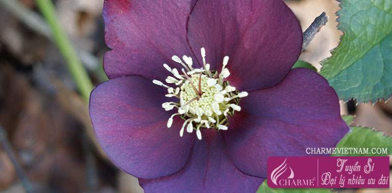 Hoa lê lư (Hellebore)