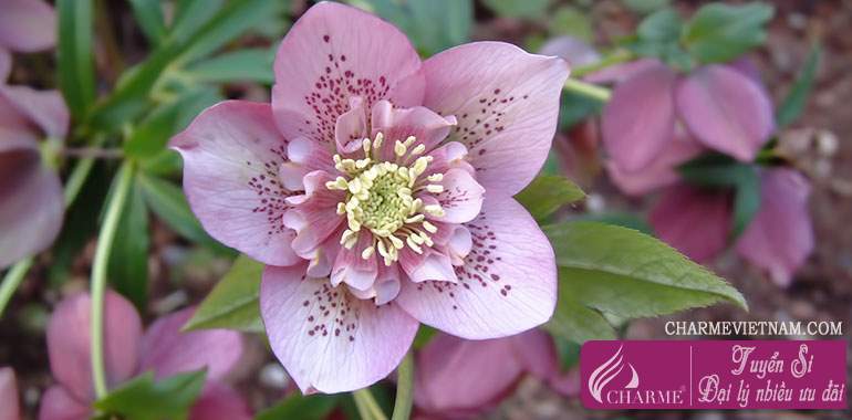 Hoa lê lư (Hellebore)