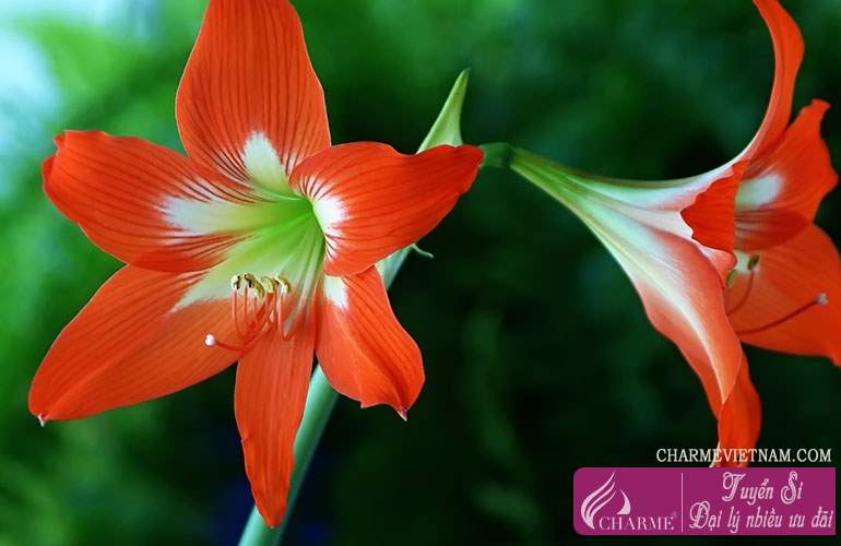 Hoa loa kèn đỏ (Amaryllis)