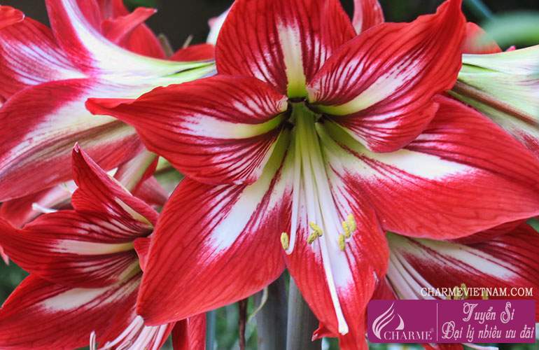 Hoa loa kèn đỏ (Amaryllis)
