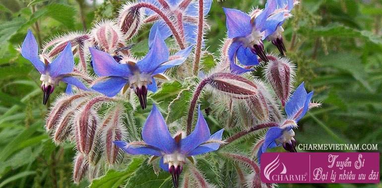 Hoa Lưu Ly Borage
