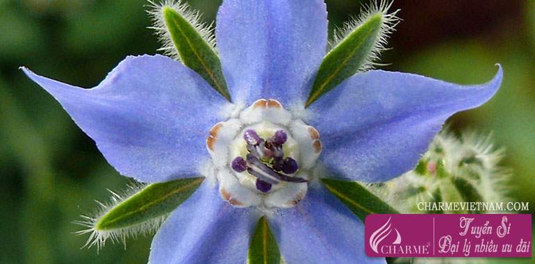 Hoa Lưu Ly Borage