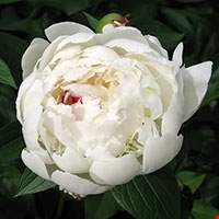 Hoa mẫu đơn đỏ