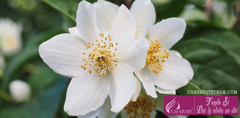 Hoa Mock Orange