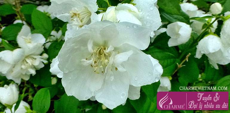 Hoa Mock Orange
