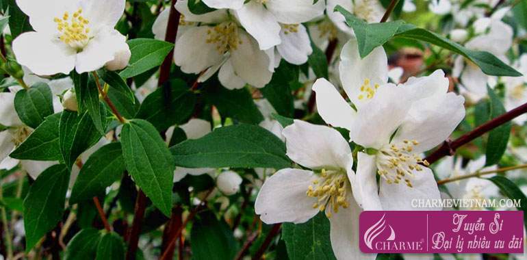 Hoa Mock Orange