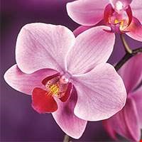 Hoa phong lan lục