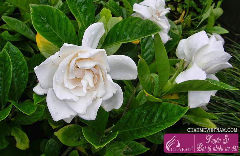 Hoa sơn chi California