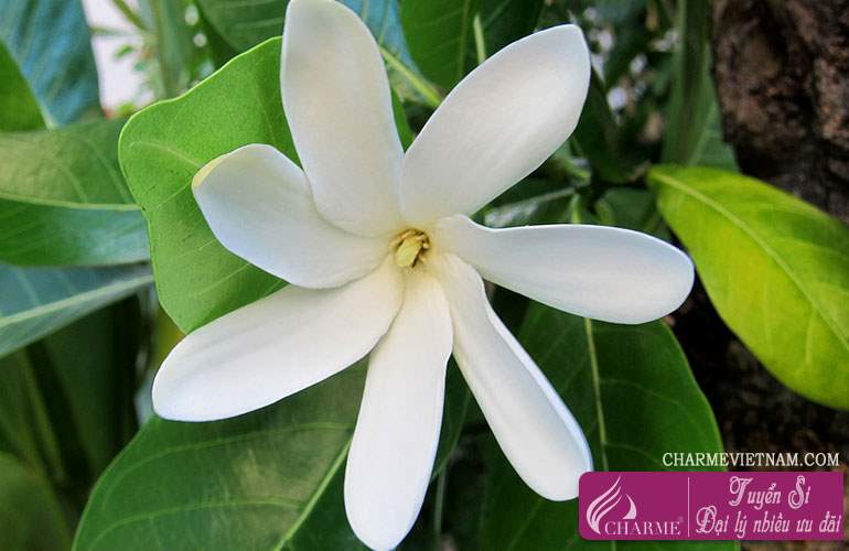 Hoa Tiare Tahiti