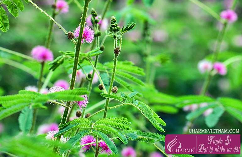 Hoa trinh nữ Ấn Độ