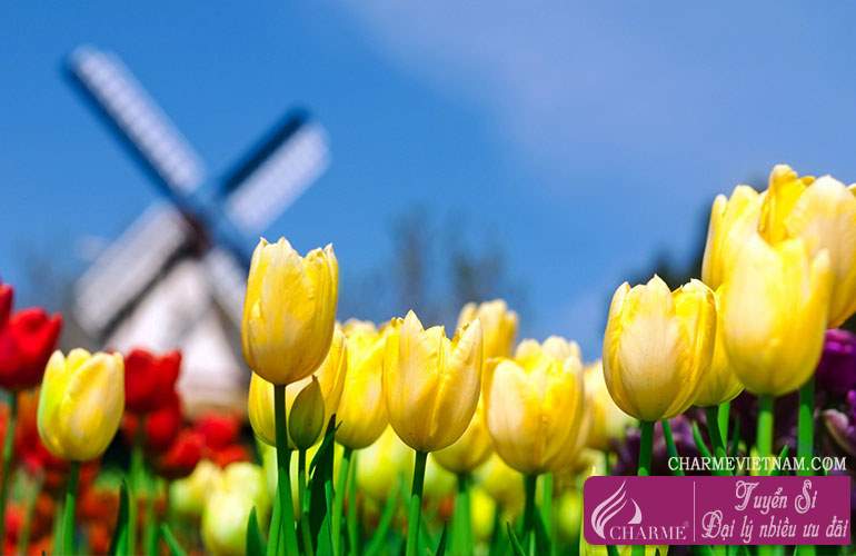 Hoa Tulip đỏ