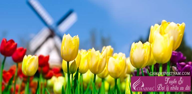 Hoa Tulip đỏ