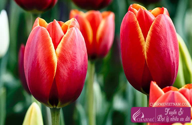 Hoa Tulip hồng