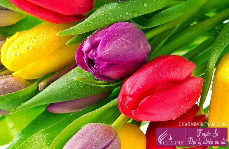 Hoa Tulip hồng