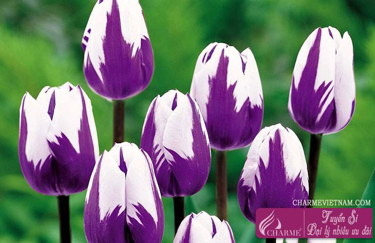 Hoa Tulip hồng