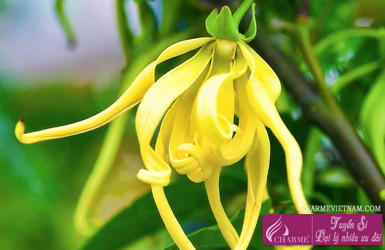 Hoa Ylang-ylang Madagascar
