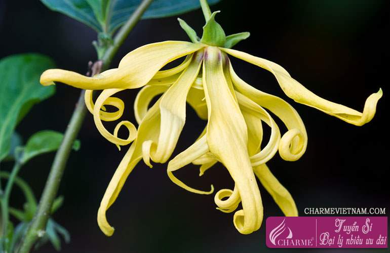 Hoa Ylang-ylang Madagascar