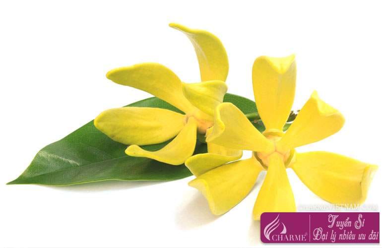 Hoa Ylang-ylang Madagascar