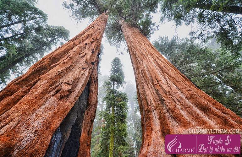 Hương gỗ Sequoia
