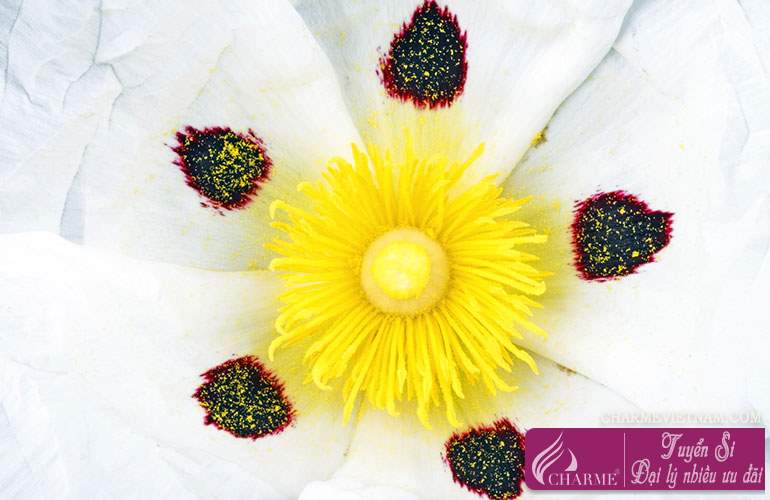 Hương Labdanum Tây Ban Nha