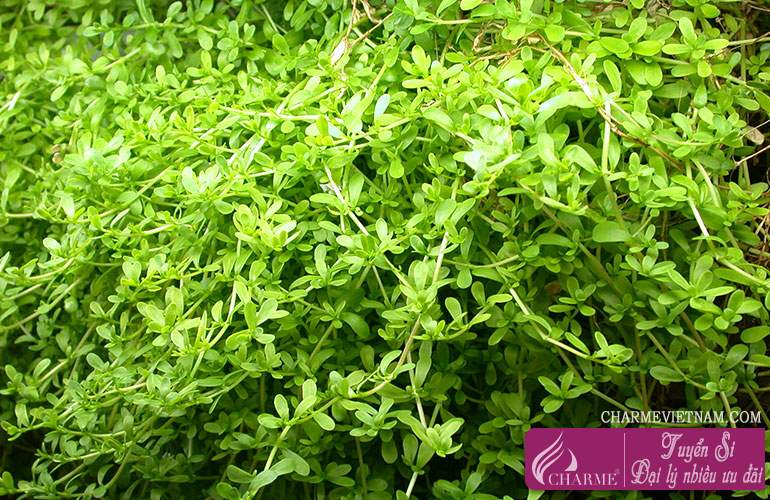 Hương lục của lá xanh