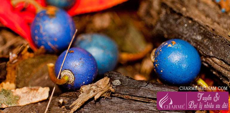 Mận Cassowary