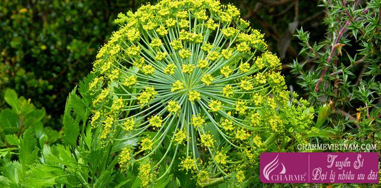 Nhựa Galbanum