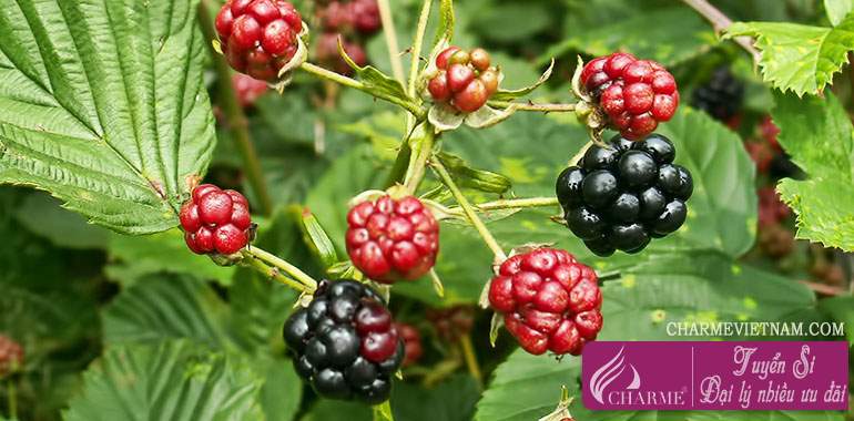 Quả Dewberry